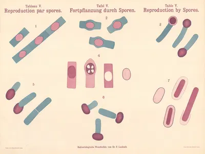 Reproduction by Spores by Hans Ernst August Buchner — digital art print download