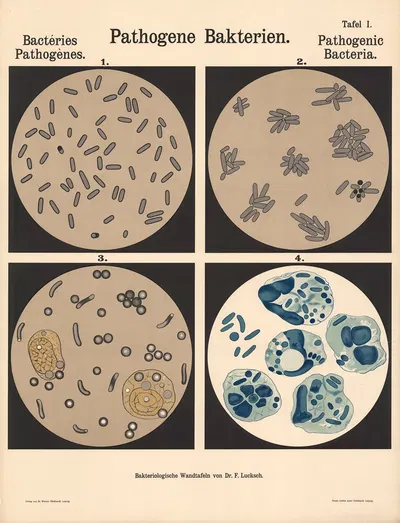 Pathogenic Bacteria Pl.01 by Hans Ernst August Buchner — digital art print download