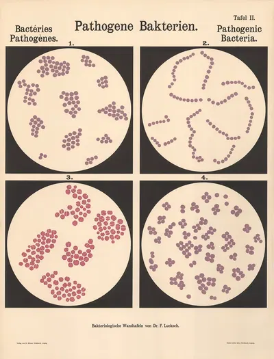 Pathogenic Bacteria Pl.02 by Hans Ernst August Buchner — digital art print download