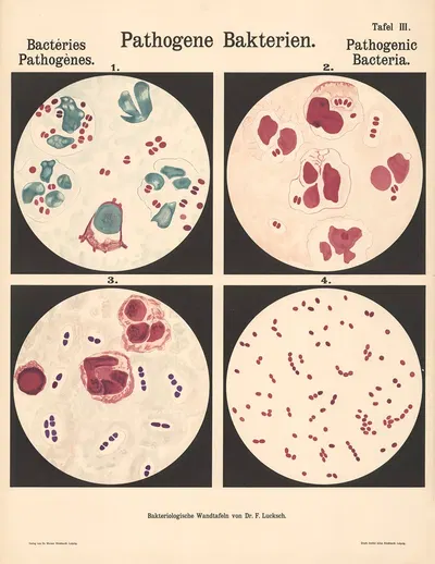 Pathogenic Bacteria Pl.03 by Hans Ernst August Buchner — digital art print download