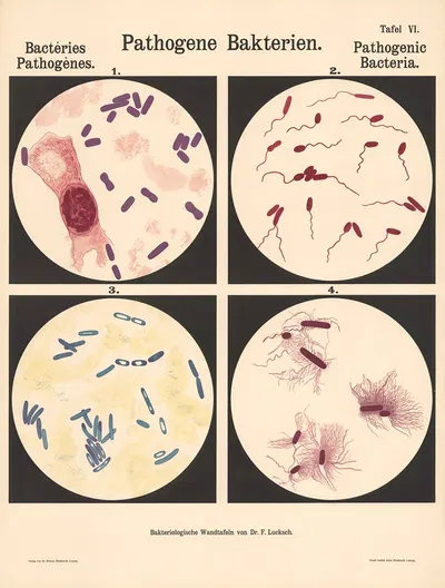 Pathogenic Bacteria Pl.04 by Hans Ernst August Buchner — digital art print download