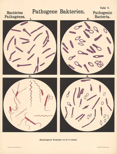 Pathogenic Bacteria Pl.05 by Hans Ernst August Buchner — digital art print download