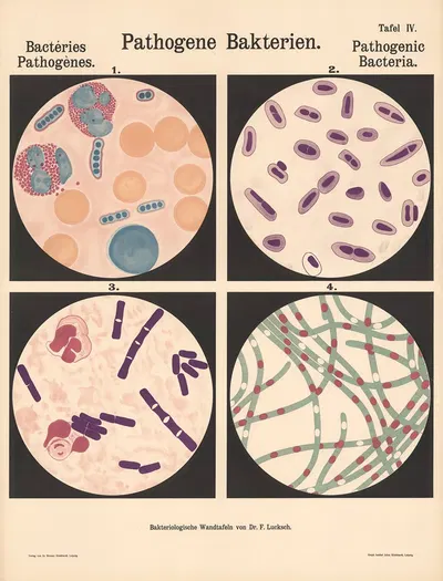 Pathogenic Bacteria Pl.06 by Hans Ernst August Buchner — digital art print download