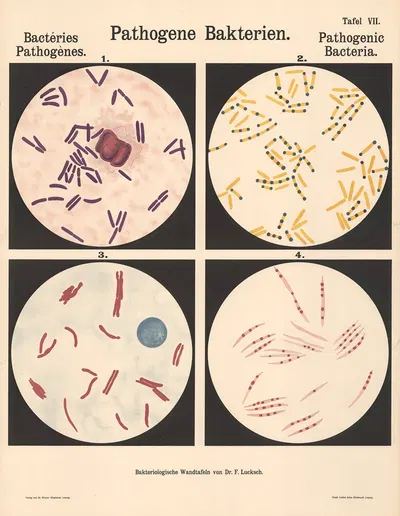 Pathogenic Bacteria Pl.07 by Hans Ernst August Buchner — digital art print download