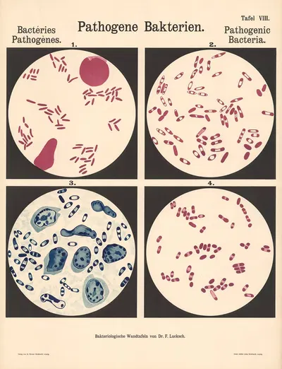 Pathogenic Bacteria Pl.08 by Hans Ernst August Buchner — digital art print download