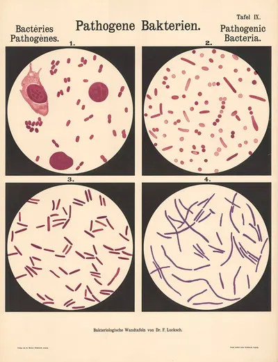 Pathogenic Bacteria Pl.09 by Hans Ernst August Buchner — digital art print download