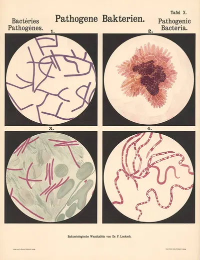 Pathogenic Bacteria Pl.10 by Hans Ernst August Buchner — digital art print download