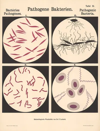 Pathogenic Bacteria Pl.11 by Hans Ernst August Buchner — digital art print download
