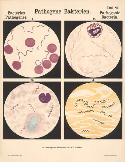 Pathogenic Bacteria Pl.12 by Hans Ernst August Buchner — digital art print download
