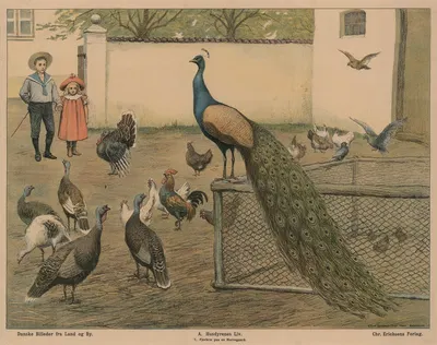 Fjerkræ på herregård by Poul Steffensen, 1910 — digital art print download