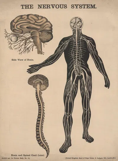 The Nervous System by Charles Wakely, 1890 — digital art print download