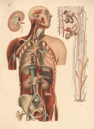 Почки, мочевой пузырь, главные артерии by Э. Хоэлеман, 1908 — digital art print download