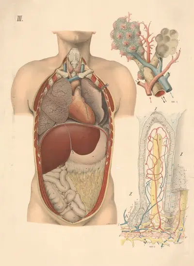 The location of the internal organs and the lungs by E. Hoelemann, 1908 — digital art print download