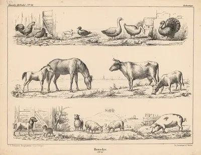 Хусдюр. (№ 1.) by Эмиль Бэрентцен, 1863 — digital art print download