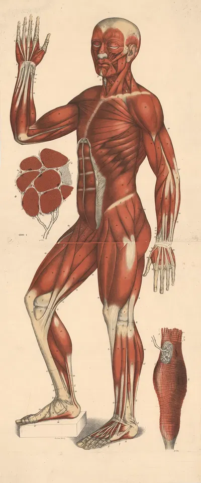 Muscles by Foedisch Krantz, 1908 — digital art print download