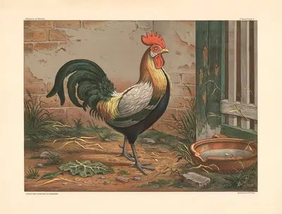 Rooster by H. Scheepstra & W. Walstra, 1910 — digital art print download