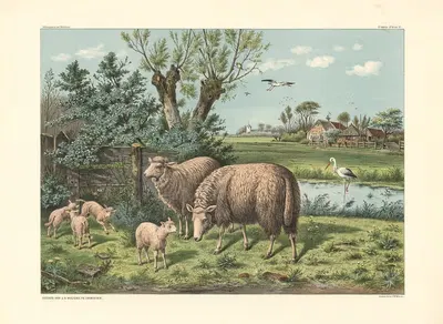 Sheep and storks by H. Scheepstra & W. Walstra, 1910 — digital art print download