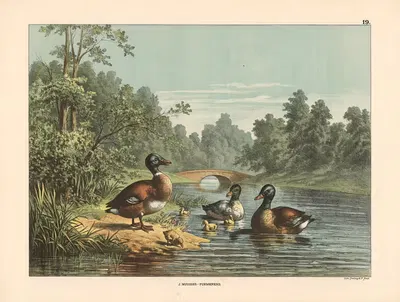 Ducks and ducklings by J. Muusses, 1910 — digital art print download