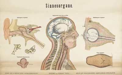 Sensory organs by L. Keller, 1911 — digital art print download