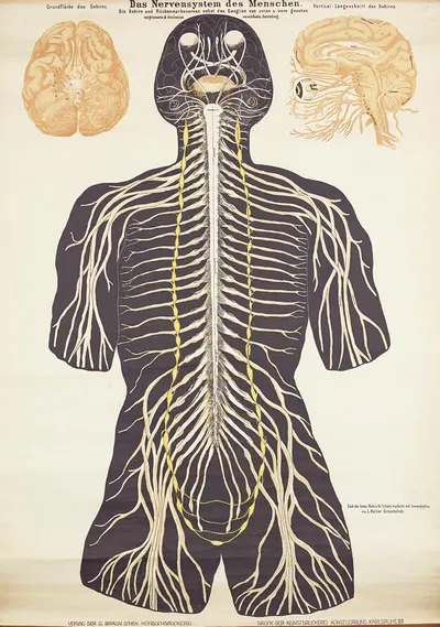 The human nervous system by L. Keller, 1911 — digital art print download