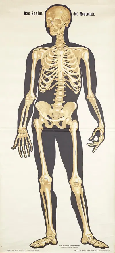 The human skeleton by L. Keller, 1911 — digital art print download