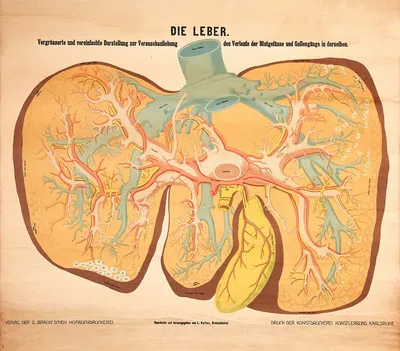 The liver by L. Keller, 1911 — digital art print download