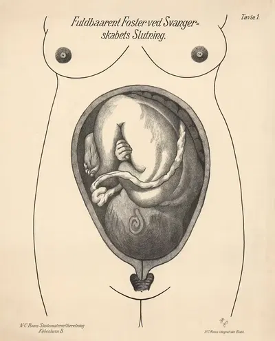 Full-term fetus at the end of pregnancy by N.C. Rom, 1924 — digital art print download