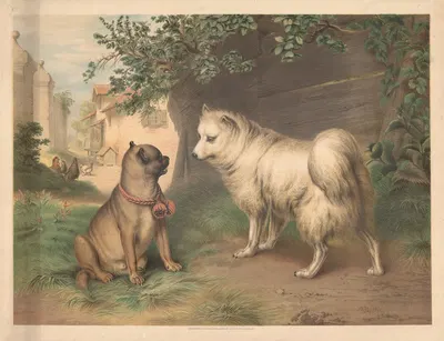 Pug and Spitz by Otto Speckter, 1880 — digital art print download