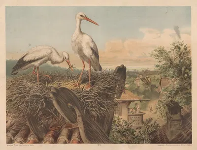 Аисты by Отто Шпектер, 1880 — digital art print download