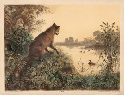 Fox and duck by Otto Speckter, 1880 — digital art print download