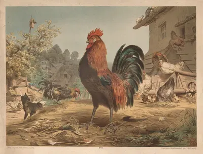 Rooster by Otto Speckter, 1880 — digital art print download