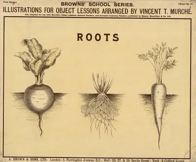 Roots by Vincent T. Murché, 1905 — digital art print download