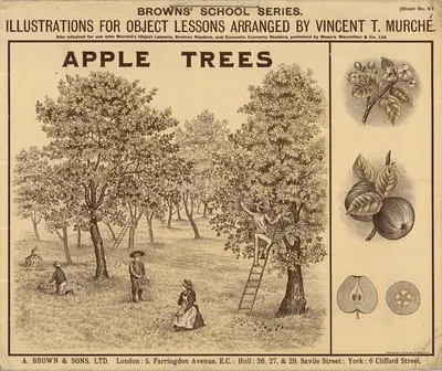 Apple Trees by Vincent T. Murché, 1905 — digital art print download