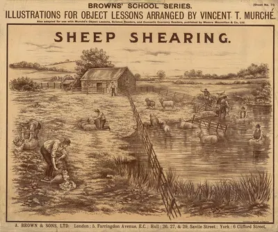 Sheep Shearing by Vincent T. Murché, 1905 — digital art print download
