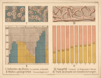 Beer yeast, arteries, alcohol & spiritual work by Wilhelm Hoffmann, A.G., 1909 — digital art print download