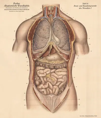 Human chest and abdominal organs I by Franz Frohse, 1900 — digital art print download