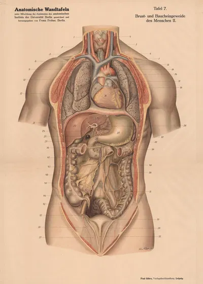 Человеческие грудные и брюшные органы II by Франц Фрохзе, 1900 — digital art print download