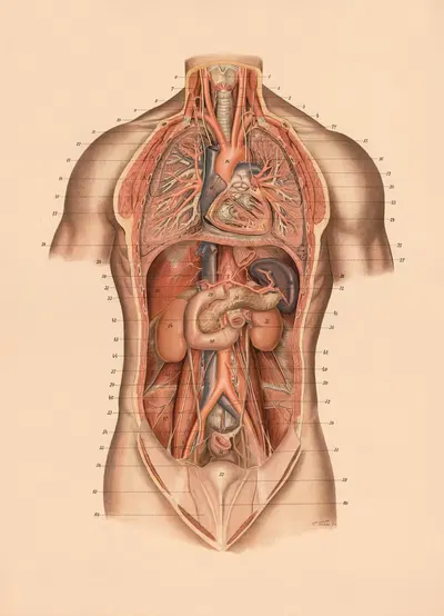 Лёгкие и внутренние органы by Франц Фрохзе, 1900 — digital art print download