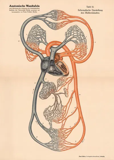 Schematic representation of the circulatory system by Franz Frohse, 1900 — digital art print download