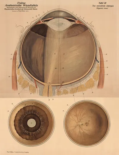 The human visual organ by Franz Frohse, 1900 — digital art print download