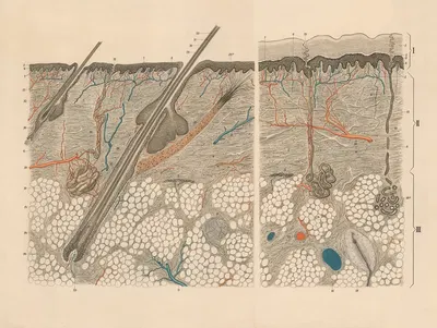Cross-section of human skin. by Franz Frohse, 1900 — digital art print download