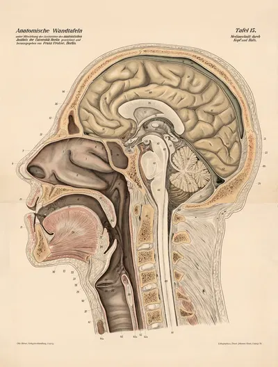 Cross-section of head and neck by Franz Frohse, 1900 — digital art print download