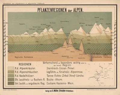 Plant regions of the Alps by G. Woldermann, 1900 — digital art print download