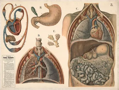 Internal organs by Max Eschner, 1911 — digital art print download