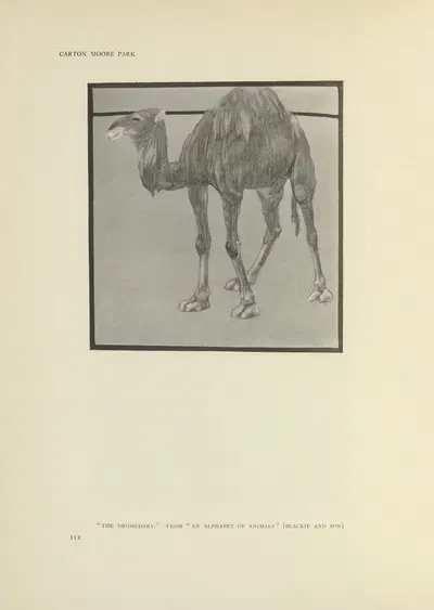 The Dromedary – An alphabet of animals by Carton Moore Park, 1914 — digital art print download