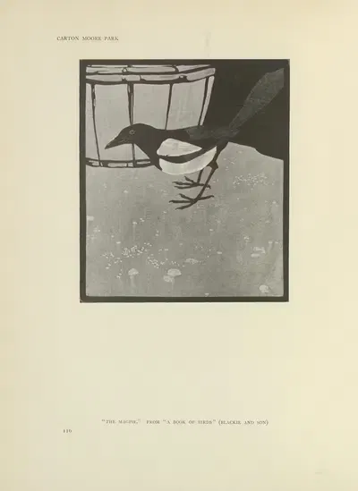 The magpie – A book of birds by Carton Moore Park, 1914 — digital art print download