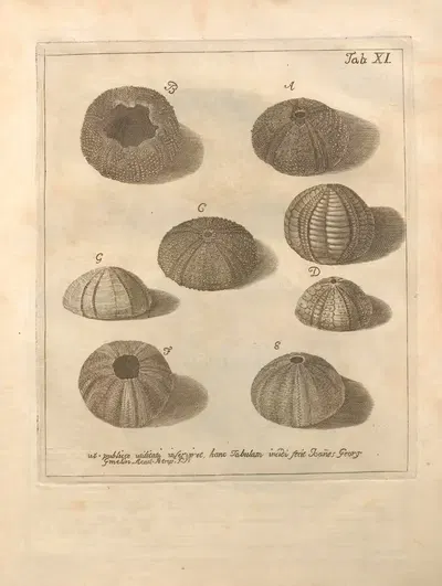 Естественное расположение иглокожих (Natural Arrangement of Echinoderms) Пл.11 by Якоб Теодор Кляйн, 1734 — digital art…
