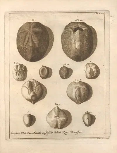 Натуральное расположение иглокожих Пл.25 by Якоб Теодор Кляйн, 1734 — digital art print download
