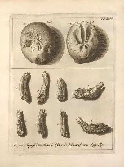 Натуральное расположение иглокожих (Natural Arrangement of Echinoderms) Пл.28 by Якоб Теодор Кляйн, 1734 — digital art…