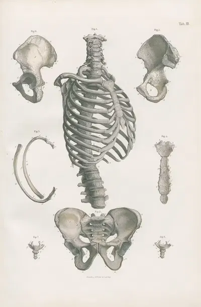 Bones of trunk by Carl Ernst Bock, 1880 — digital art print download